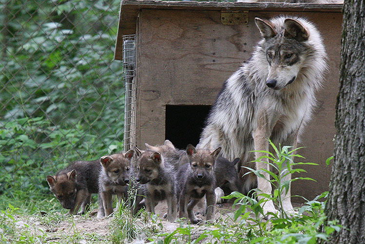 IMPORTANCIA, PÉRDIDAS Y RECUPERACIÓN DEL LOBO MEXICANO