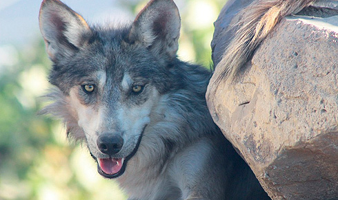 EL LOBO MEXICANO VISITA LA UAM-I